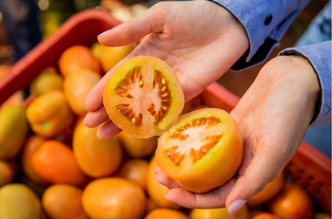 Hortitec 2026: BASF apresenta estratégia integrada para manejo de pragas sugadoras